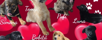 Campanie la Ploiești: „Adoptă iubirea” – șansă la un cămin pentru câinii abandonați