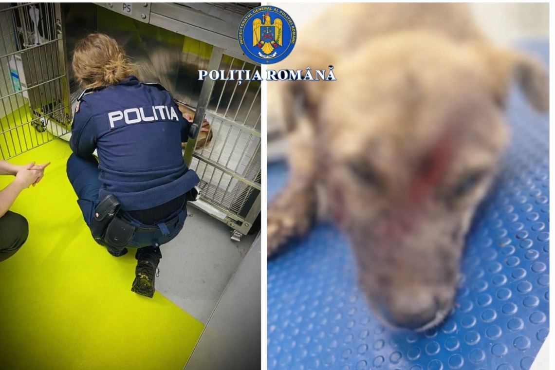 Prahovean reținut de polițiști după ce și-a schingiuit propriul câine