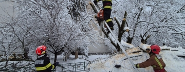 Ploieștenii, cei mai afectați de ninsoare: zeci de autoturisme avariate de copacii și stâlpii prăbușiți