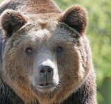 Decizie Tribunalul Prahova |  Logodnica tânărului ucis de urs, pe un traseu de lângă Azuga, primește daune morale. Ministerul Mediului, obligat la plata sumei de 20.000 de euro