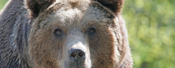 Decizie Tribunalul Prahova |  Logodnica tânărului ucis de urs, pe un traseu de lângă Azuga, primește daune morale. Ministerul Mediului, obligat la plata sumei de 20.000 de euro