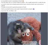 Gafă de comunicare la Ministerul Investițiilor și Proiectelor Europene. România, comparată cu o maimuță, într-un mesaj oficial!