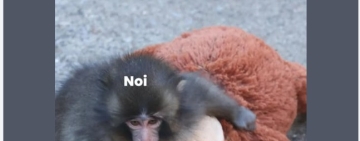 Gafă de comunicare la Ministerul Investițiilor și Proiectelor Europene. România, comparată cu o maimuță, într-un mesaj oficial!