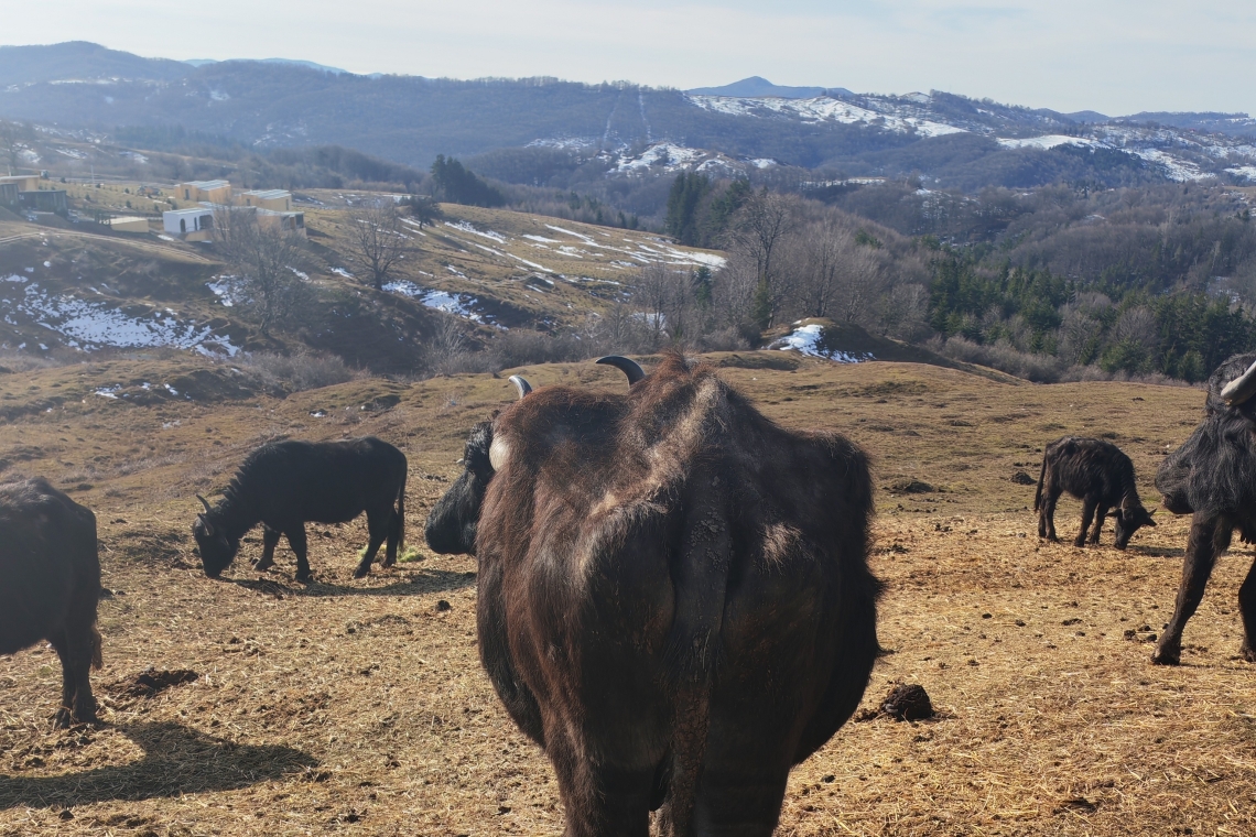 „Bivolii fantomă” din Ghioșești – Comarnic. Imagini înfiorătoare cu animale bolnave și slăbite care umblă prin zona Mezdrea