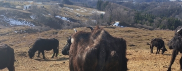 „Bivolii fantomă” din Ghioșești – Comarnic. Imagini înfiorătoare cu animale bolnave și slăbite care umblă prin zona Mezdrea