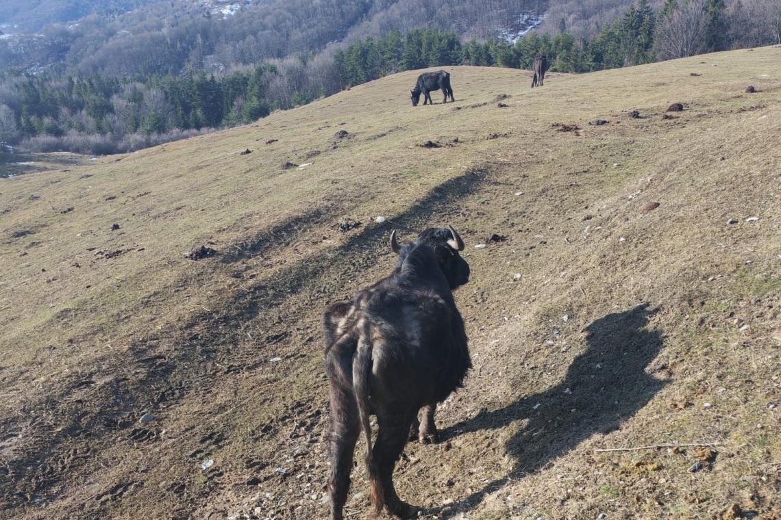 Bivolii uscați de foame de la Comarnic, în atenția Poliției Prahova. Anchetă pentru verificarea situației de la ferma de bivoli