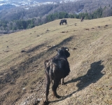 Bivolii uscați de foame de la Comarnic, în atenția Poliției Prahova. Anchetă pentru verificarea situației de la ferma de bivoli