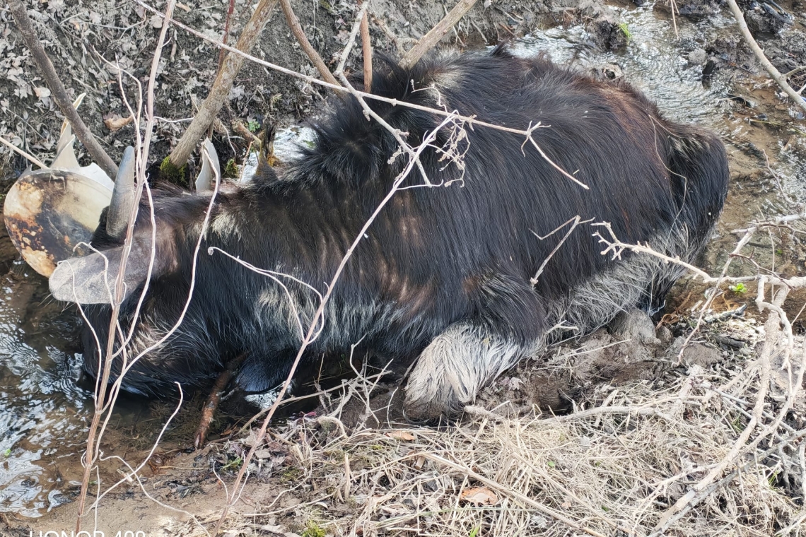 În atenția directorului George Stratulat, de la DSVSA Prahova: Bivolii de la Comarnic nu sunt doar ”urâți și slăbănogi”, ci și MORȚI!