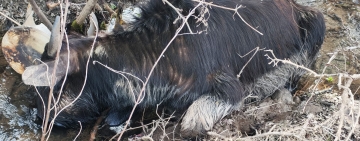 În atenția directorului George Stratulat, de la DSVSA Prahova: Bivolii de la Comarnic nu sunt doar ”urâți și slăbănogi”, ci și MORȚI!