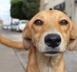 Adăposturile de câini din Boldești-Scăeni și Uzunu - Giurgiu, vizate de percheziții de amploare, în cazul uciderii ilegale a animalelor fără stăpân. Afacerea ”Maidanezul” investigată în patru județe