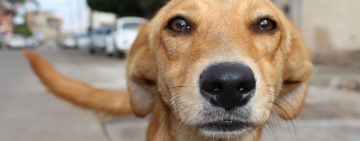 Adăposturile de câini din Boldești-Scăeni și Uzunu - Giurgiu, vizate de percheziții de amploare, în cazul uciderii ilegale a animalelor fără stăpân. Afacerea ”Maidanezul” investigată în patru județe