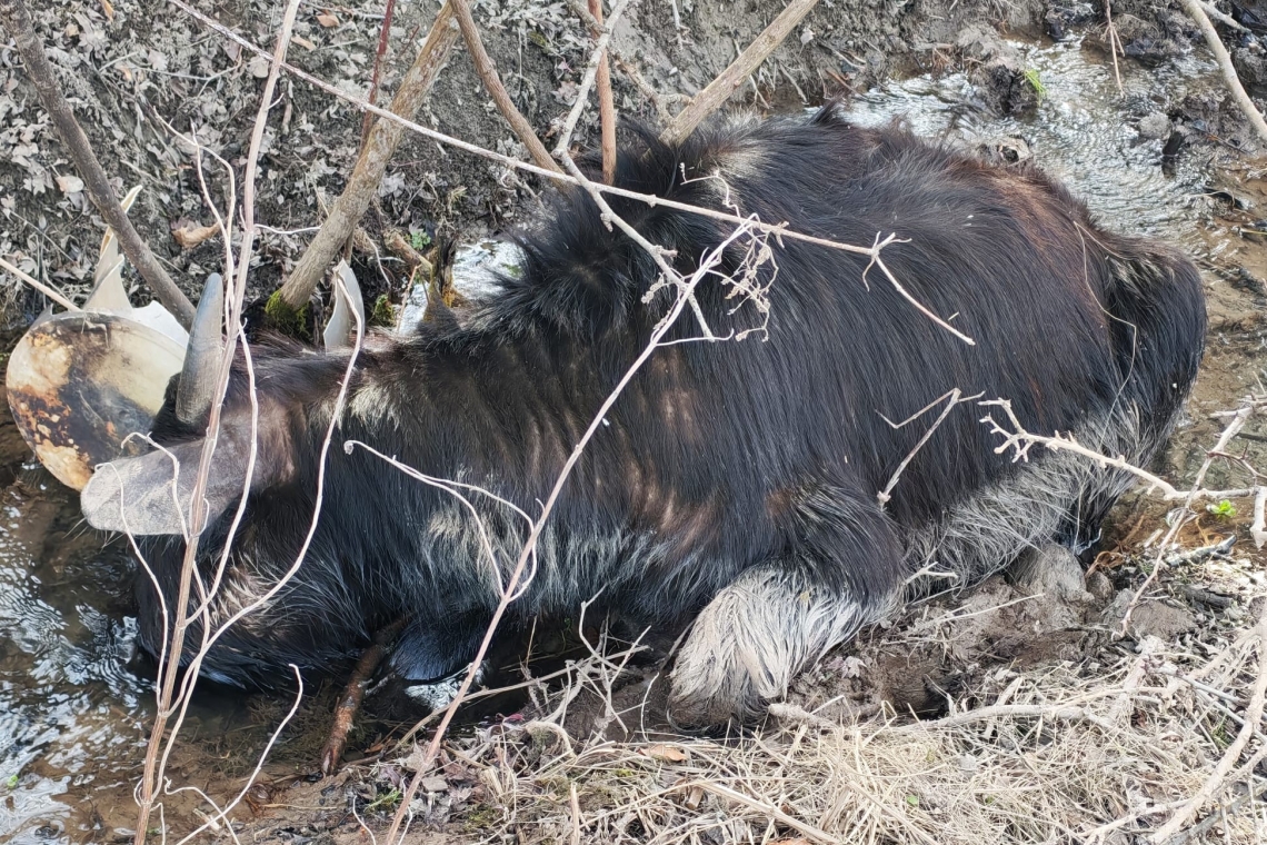Bivolul mort la Comarnic i-a adus o nouă amendă proprietarului animalelor lăsate de izbeliște