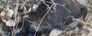 Bivolul mort la Comarnic i-a adus o nouă amendă proprietarului animalelor lăsate de izbeliște