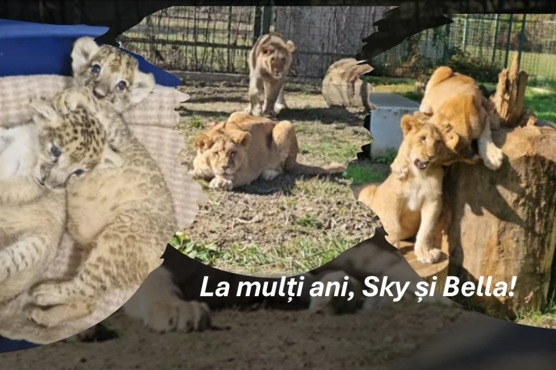 Sky și Bella, puii de leu de la Zoo Bucov, au împlinit un an