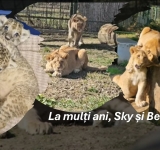 Sky și Bella, puii de leu de la Zoo Bucov, au împlinit un an