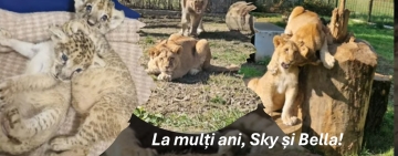 Sky și Bella, puii de leu de la Zoo Bucov, au împlinit un an