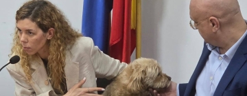 Prefectul județului Prahova trage un semnal de alarmă privind câinii fără stăpân - soluțiile reale sunt sterilizarea, microciparea, controalele și aplicarea legii