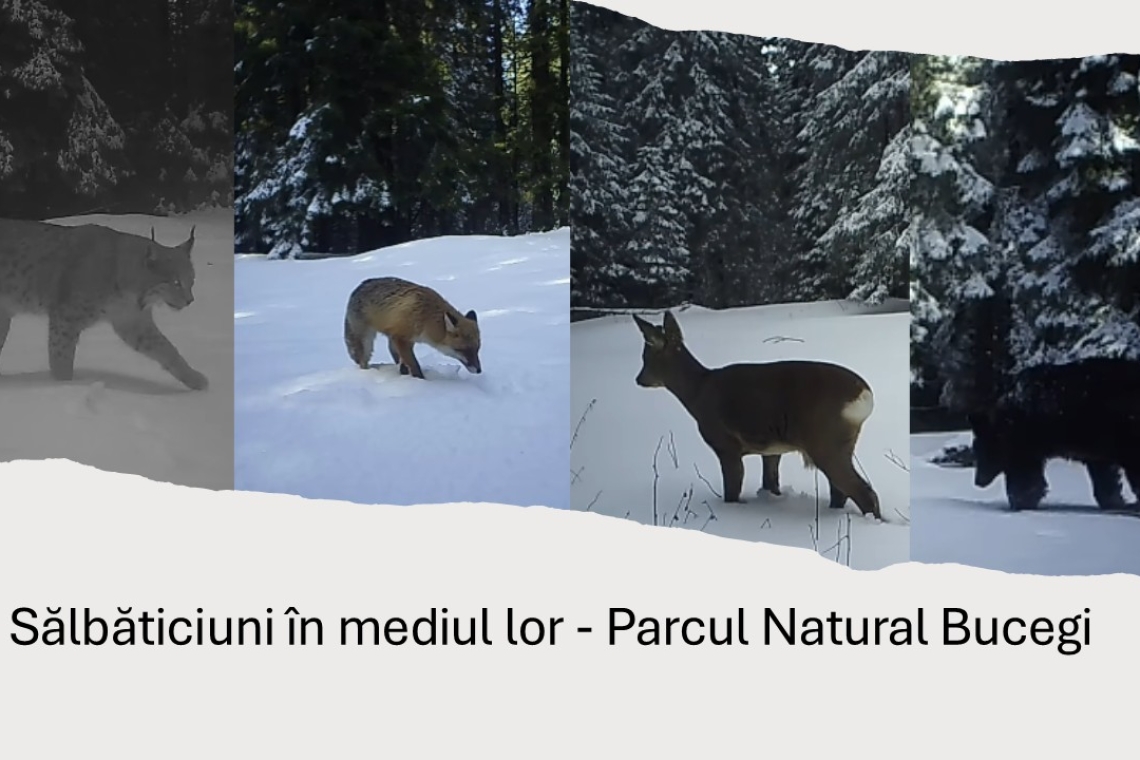 Imagini spectaculoase din Parcul Natural Bucegi: animale sălbatice surprinse pe camere la peste 1.500 de metri altitudine
