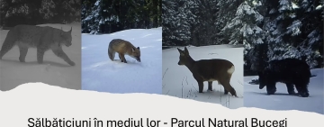 Imagini spectaculoase din Parcul Natural Bucegi: animale sălbatice surprinse pe camere la peste 1.500 de metri altitudine