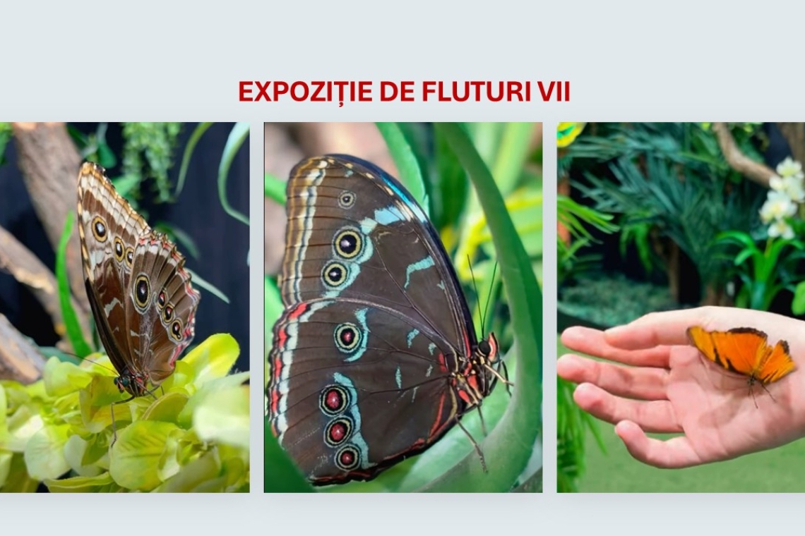 Magia metamorfozei fluturilor! Expoziția „COCON” revine la Muzeul Național de Istorie Naturală „Grigore Antipa”