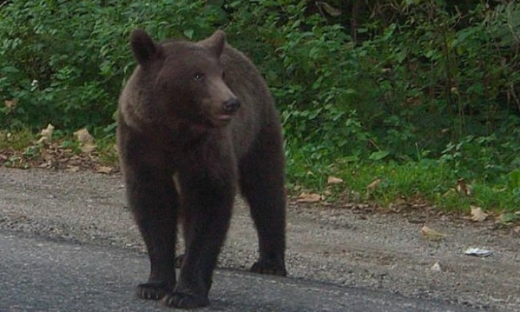 Măsuri anti-urși la Câmpina. Echipaje formate din polițiști locali, jandarmi și vânători vor patrula pe străzile municipiului