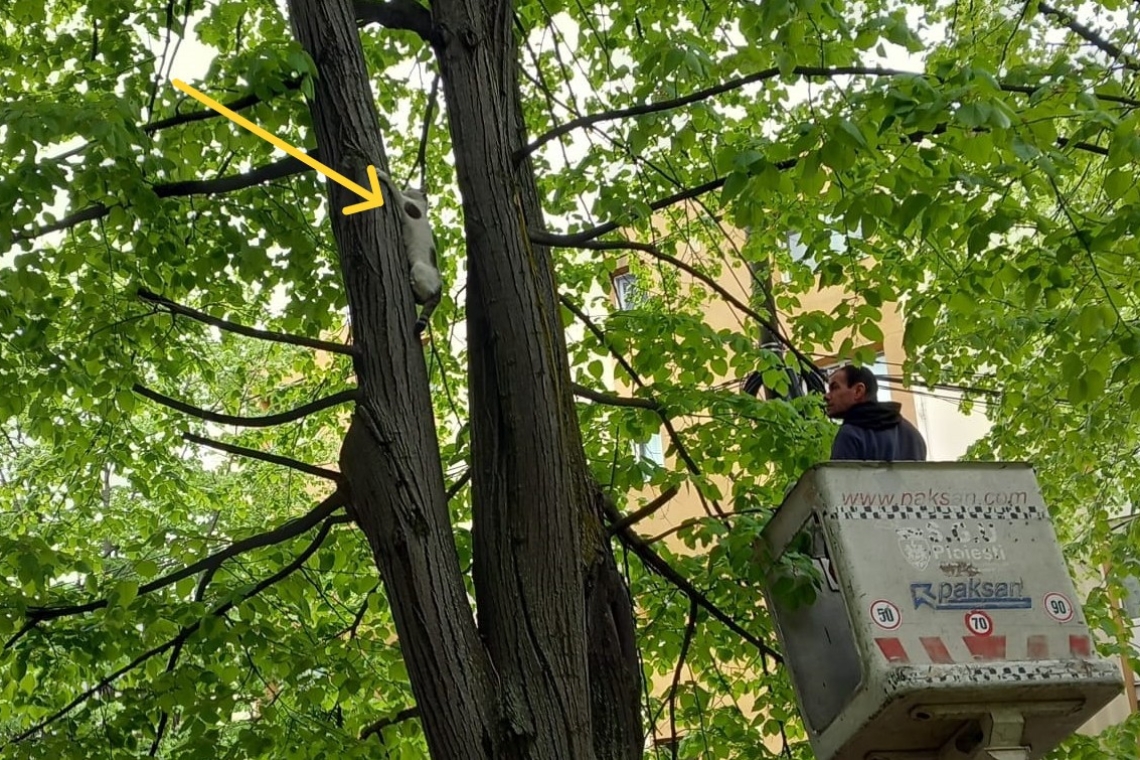 O pisicuță blocată de două zile într-un copac înalt, salvată de angajații de la SGU Ploiești