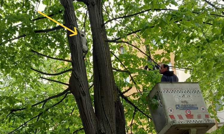 O pisicuță blocată de două zile într-un copac înalt, salvată de angajații de la SGU Ploiești