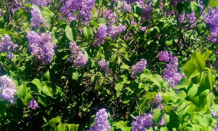Spectacol de culoare și parfum de primăvară la „Dealul cu lilieci” din Cernătești