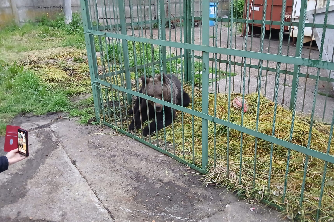 Un urs a fost capturat în incinta Școlii de Poliție de la Câmpina. Animalul va fi relocat