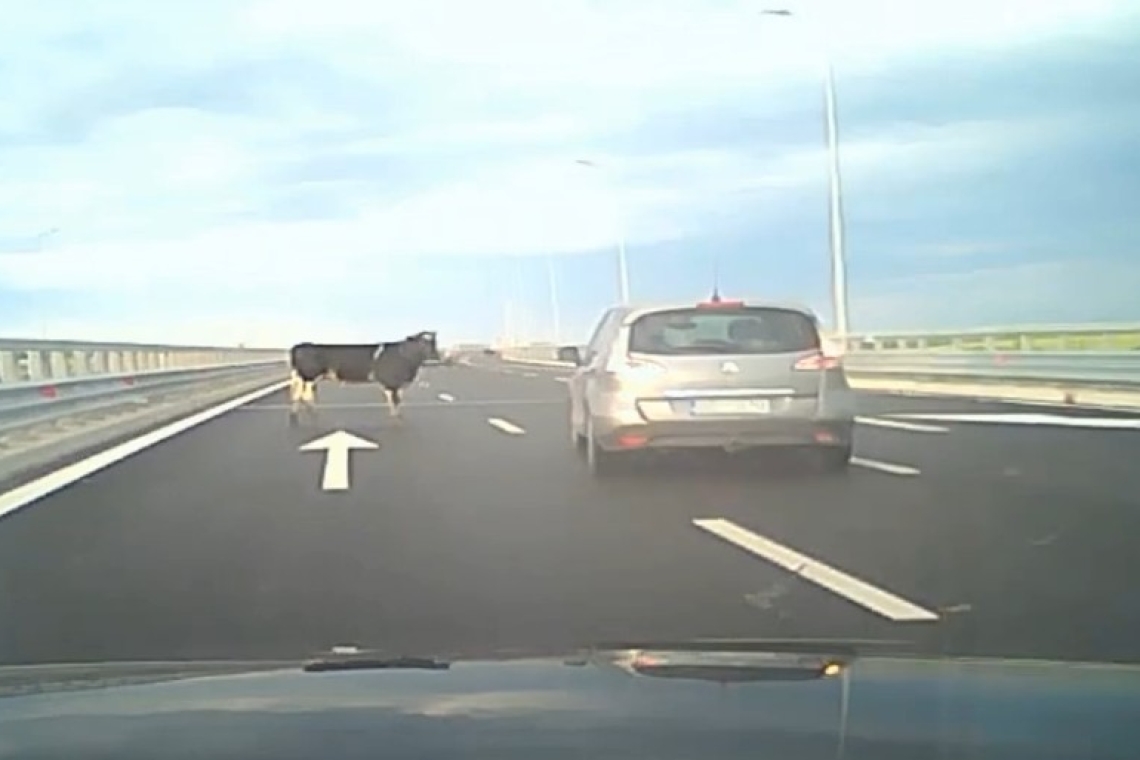 Vaci căzute dintr-un camion pe Autostrada A7, în zona Buzăului. Imaginile surprinse de șoferi au devenit virale
