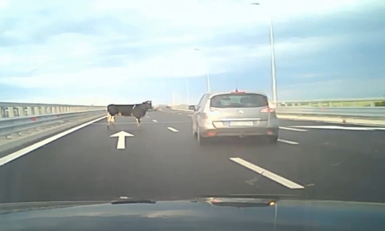 Vaci căzute dintr-un camion pe Autostrada A7, în zona Buzăului. Imaginile surprinse de șoferi au devenit virale