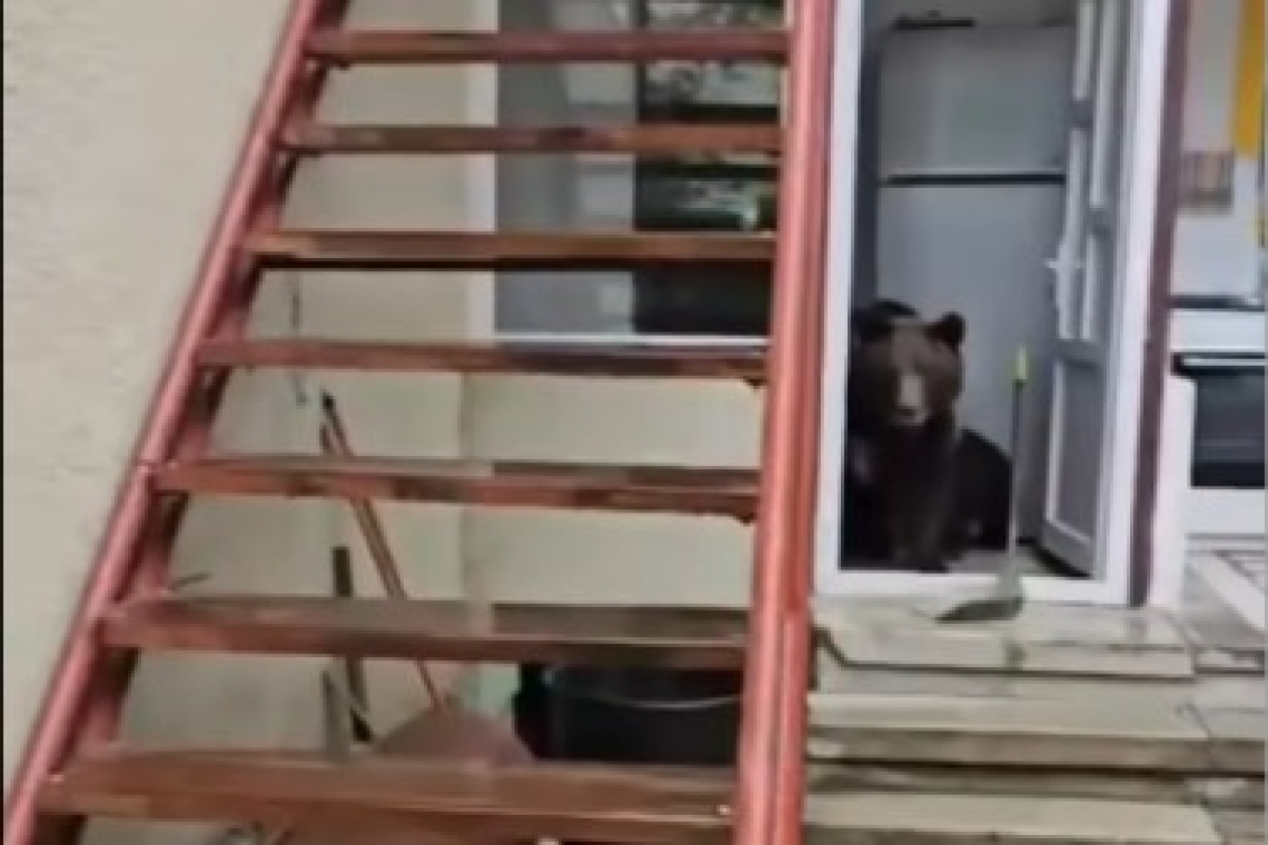 Un consilier local îi cere demisia primarului din Bușteni, pe fondul problemelor generate de urși. O ursoaică cu pui a intrat într-o casă!