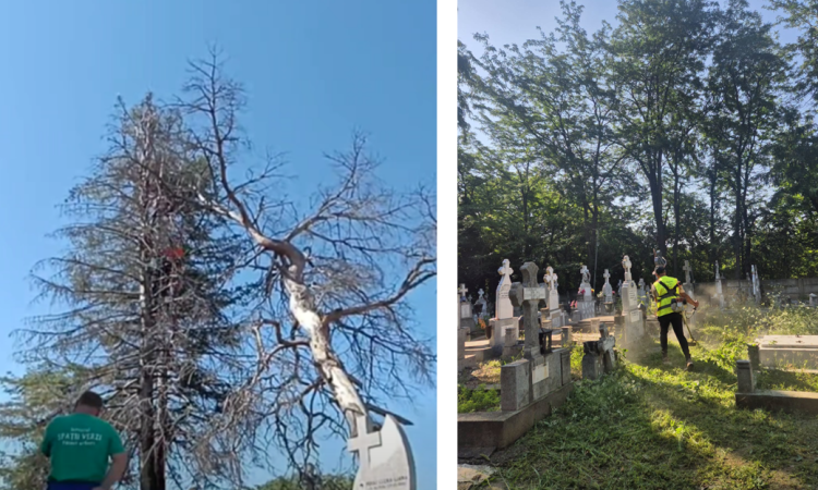 Intervenții în cimitirele din Ploiești. SGU îndepărtează arborii periculoși pentru a proteja monumentele funerare