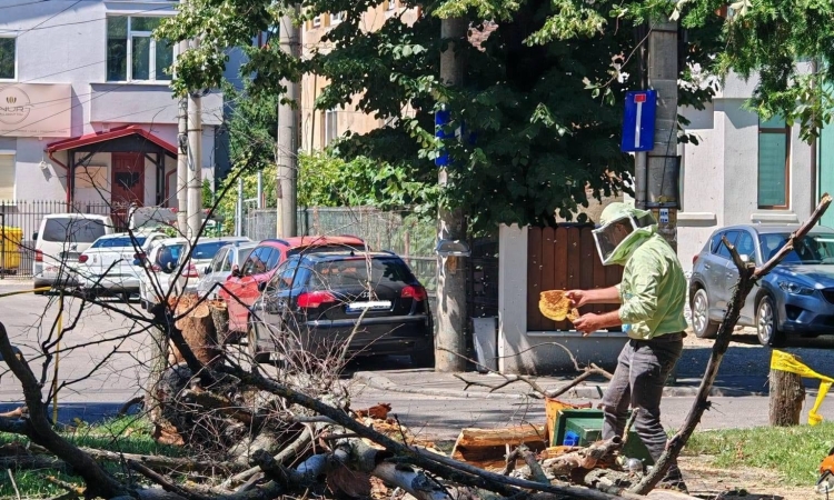 O intervenție de rutină a angajaților SGU Ploiești s-a transformat într-o misiune de salvare a unui roi de albine