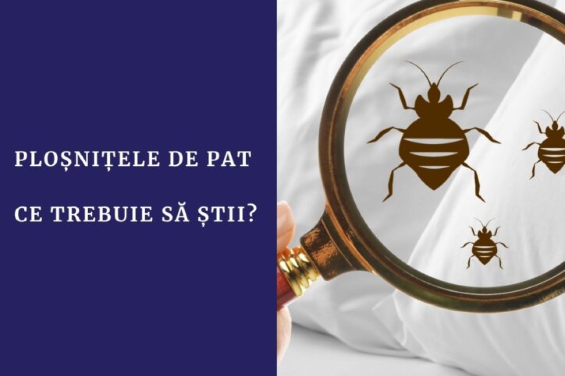 Ploșnițele de pat, „invadatorii” care se ascund în saltele, mobilier și pereți. INSP: Se înmulțesc rapid și sunt greu de eliminat