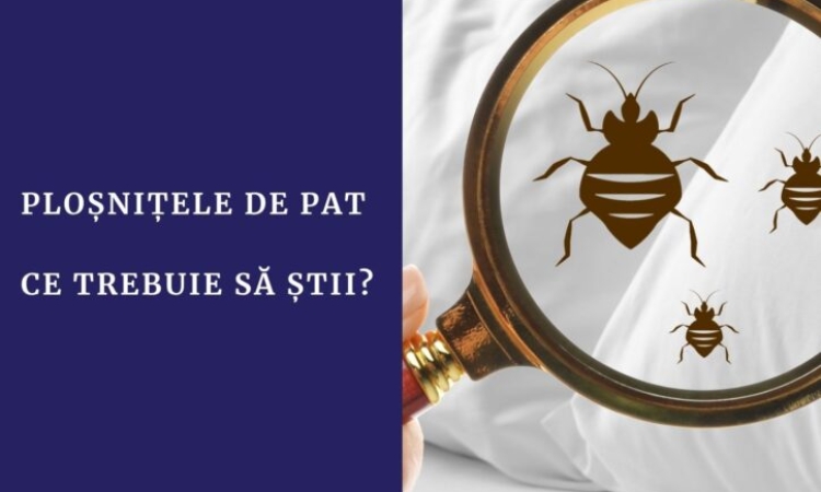 Ploșnițele de pat, „invadatorii” care se ascund în saltele, mobilier și pereți. INSP: Se înmulțesc rapid și sunt greu de eliminat