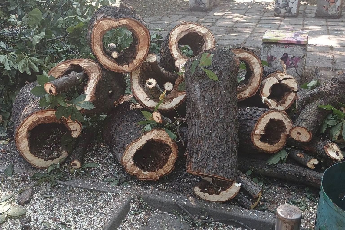 De ce sunt tăiați arborii care par perfect sănătoși. SGU Ploiești prezintă riscurile ascunse