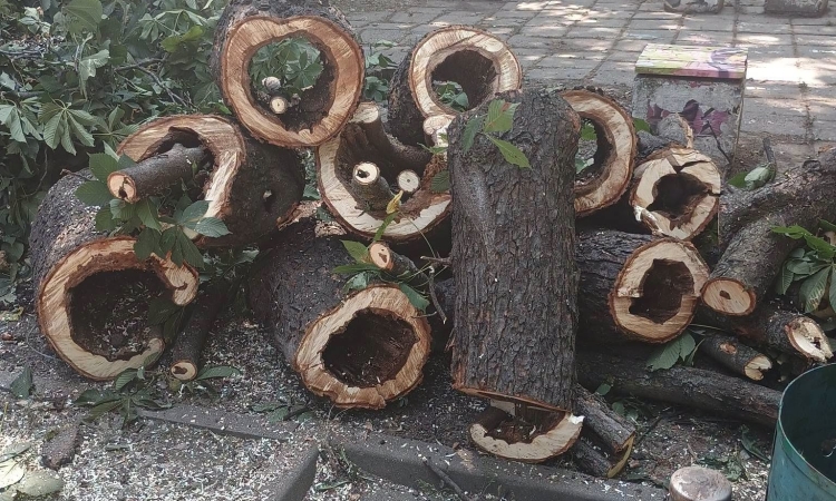 De ce sunt tăiați arborii care par perfect sănătoși. SGU Ploiești prezintă riscurile ascunse