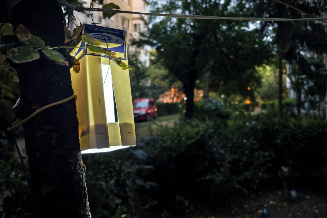 Ce sunt ”lampioanele” care au început să apară prin zonele verzi din cartierele Ploieștiului?