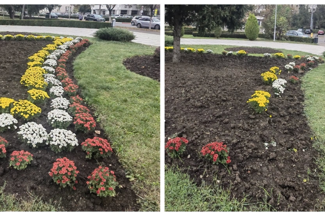 Hoții au dat iama în tufănelele plantate de SGU în centrul Ploieștiului. Florile au dispărut la câteva zile de la plantare