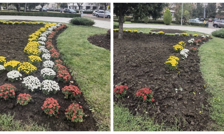 Hoții au dat iama în tufănelele plantate de SGU în centrul Ploieștiului. Florile au dispărut la câteva zile de la plantare