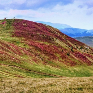 rododendron