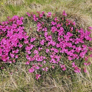 rododendron1