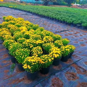floriSGU1