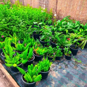 floriSGU2